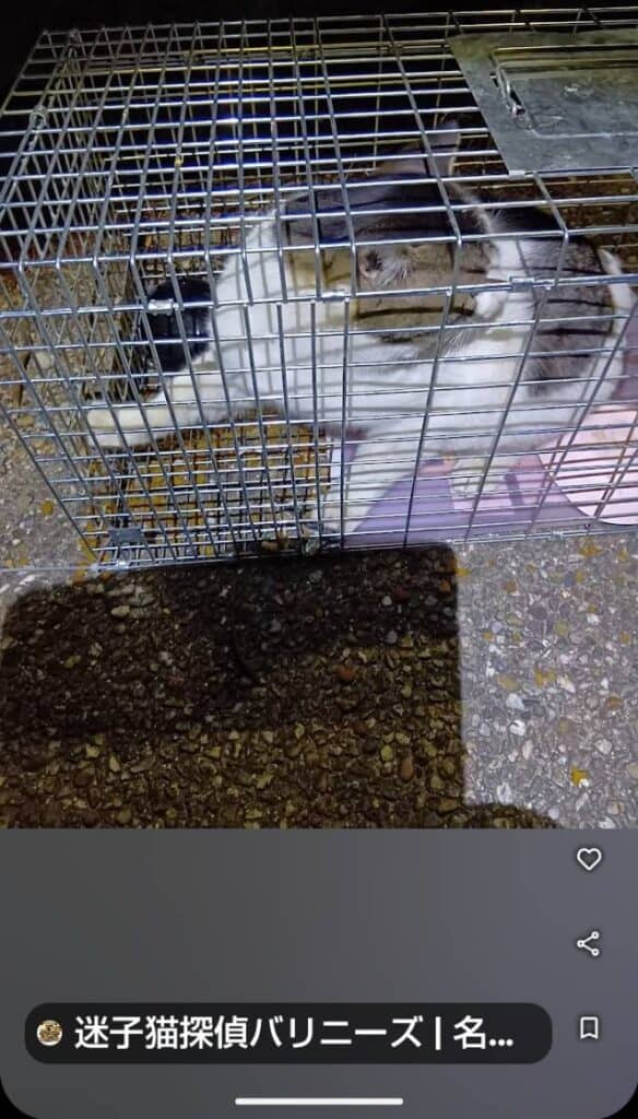 名古屋市内で捕獲器で保護した迷子猫ちゃん|迷子猫探偵バリニーズ