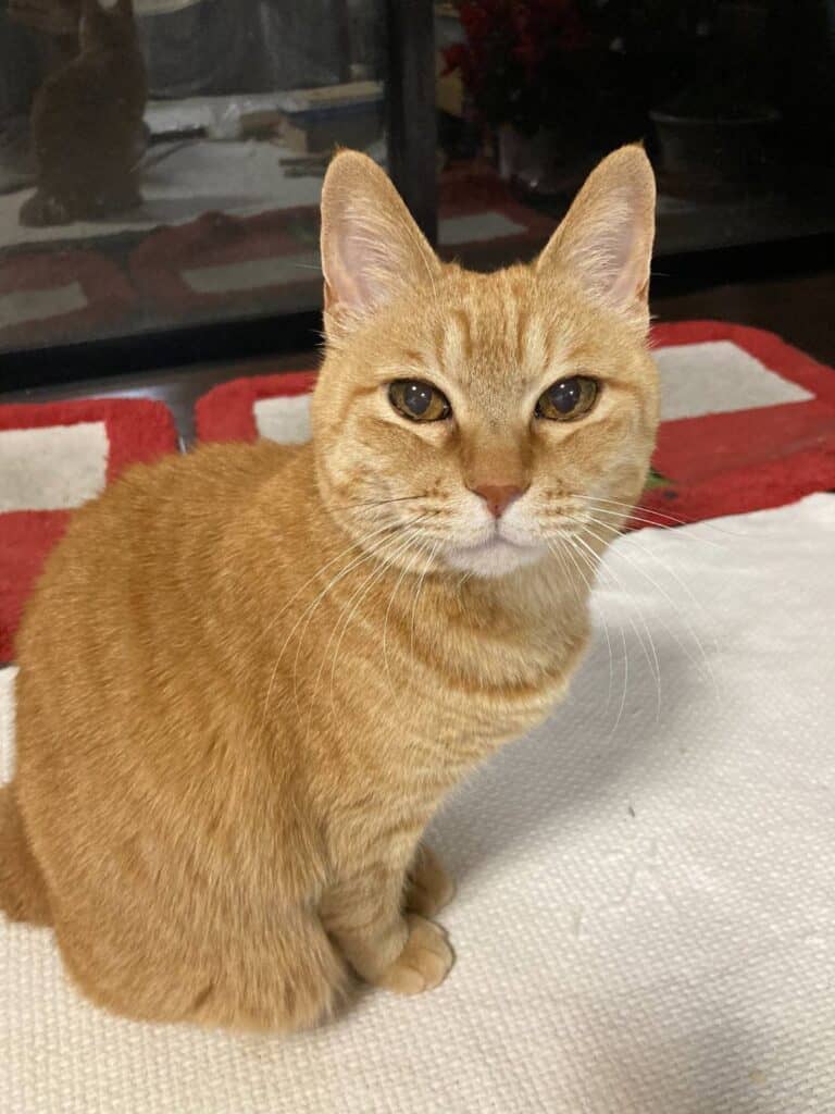 岐阜県で迷子になった茶トラの迷子猫ちゃんを無事保護|迷子猫探偵バリニーズ