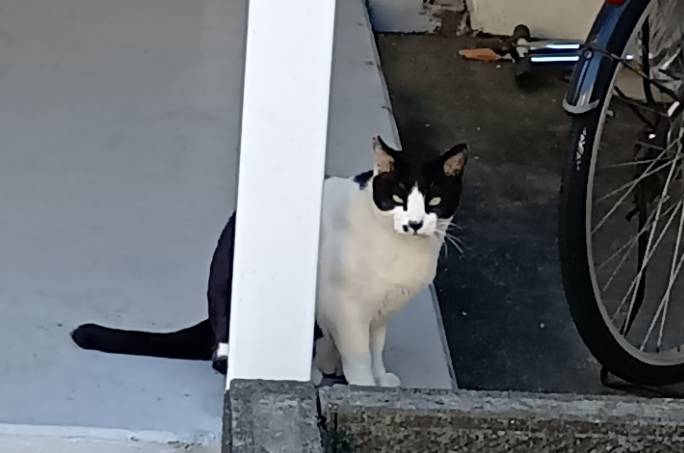 名古屋市港区で保護した白黒ハチワレの迷子猫|迷子猫探偵バリニーズ