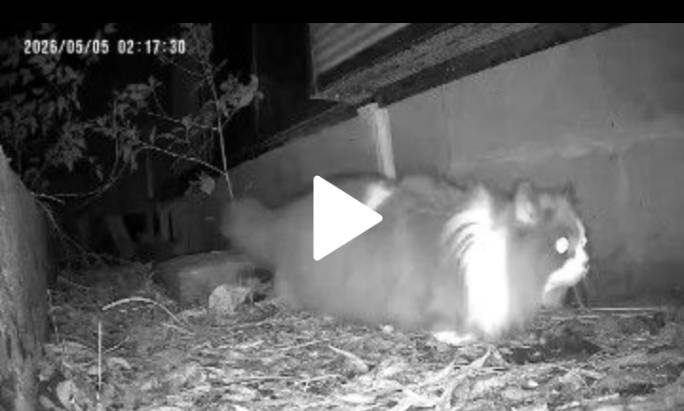 名古屋市緑区で戸建て住宅から逃げ出した迷子猫ふうちゃんを保護しました!|迷子猫探偵バリニーズ