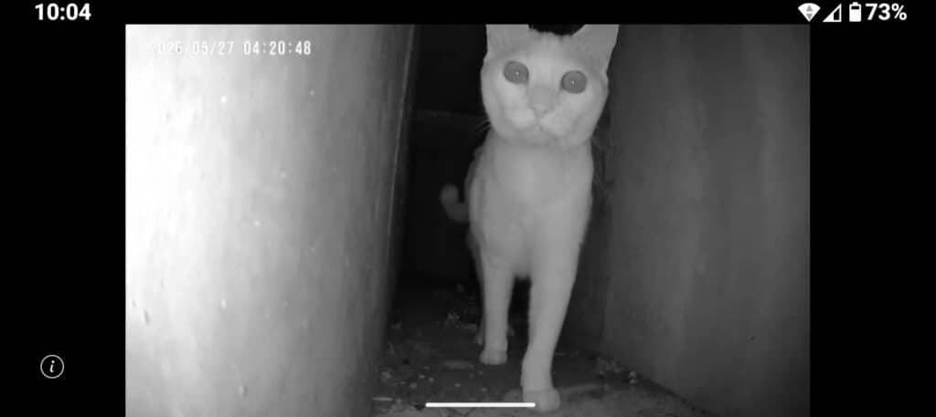 岐阜県岐阜市で側溝の中に逃げ込んだ迷子猫のみーちゃん